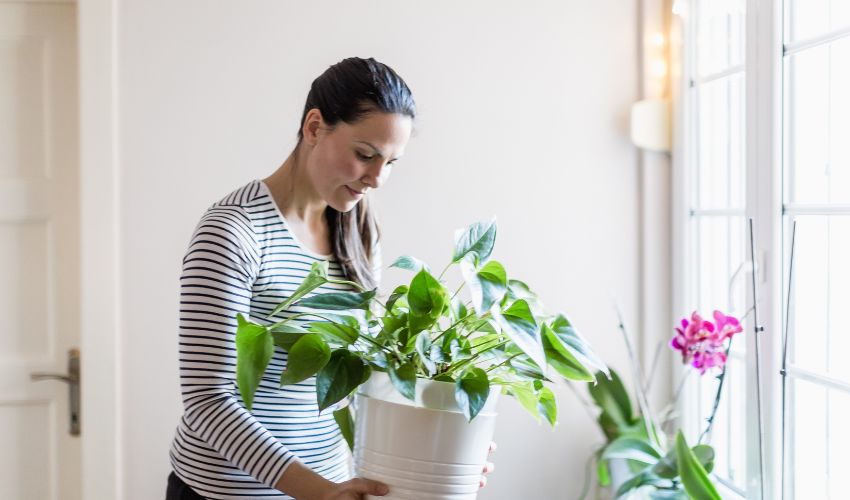 Expert Tips: How to Grow Tomatoes Indoors Successfully