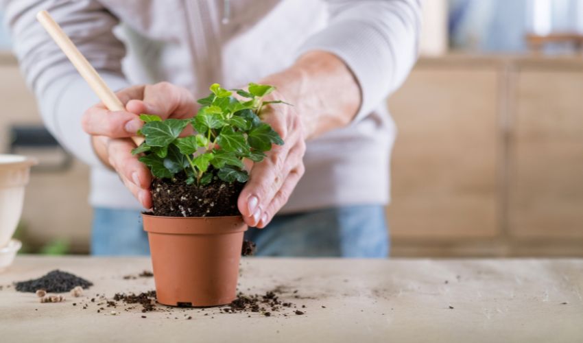 10 Essential Indoor Gardening Tips for Beginners: A Complete Guide